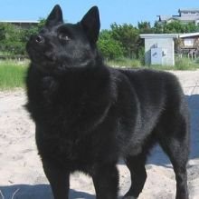 魔鬼小黑狗,魔鬼小黑犬幼犬视频