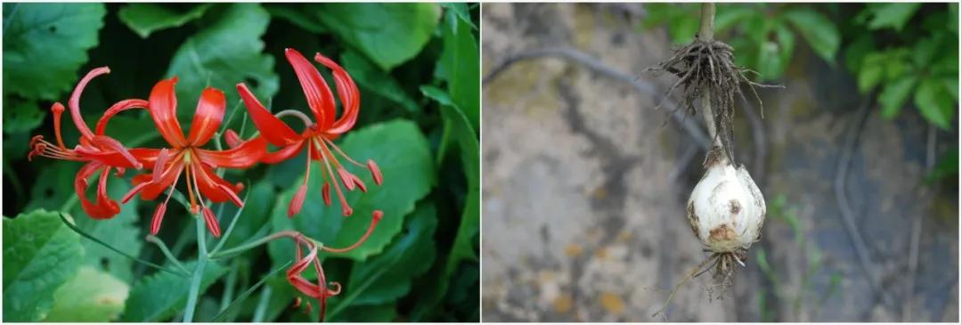 硬核整顿！高清中药教材原植物彩*图色**谱（四期）