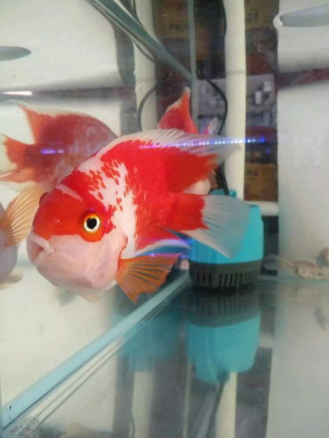 最显眼的观赏鱼品种有哪些,常见观赏鱼品种大全名字