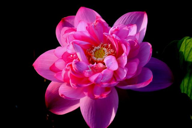 最美的荷花诗句,一起赏荷花的诗词歌赋