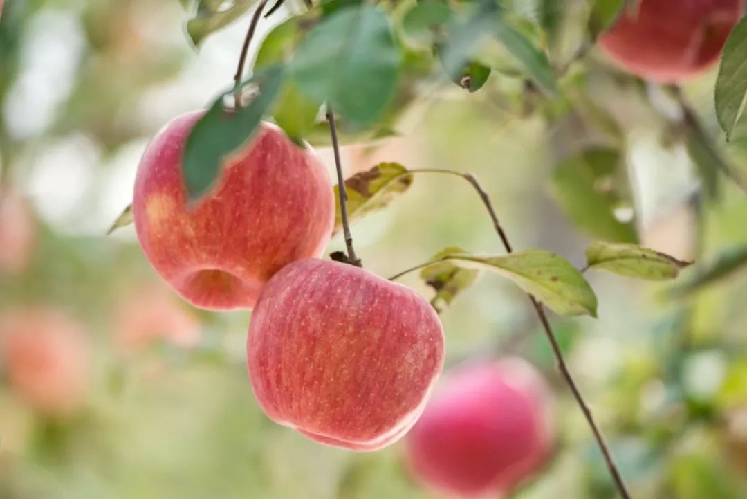昌平自驾游京郊最佳好去处,北京昌平区冬季旅游