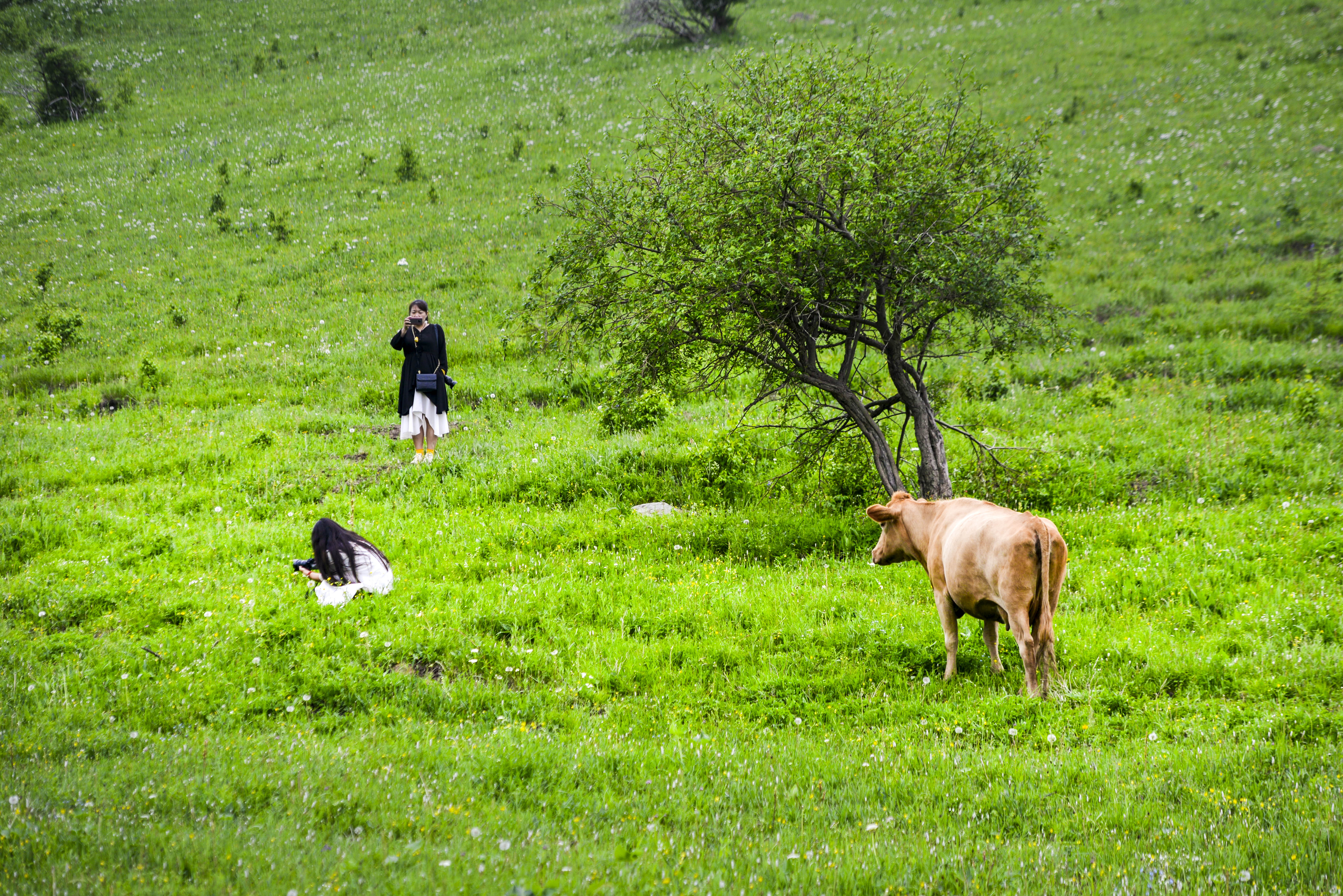 坝上草原照片高清图片,坝上草原风景图100张