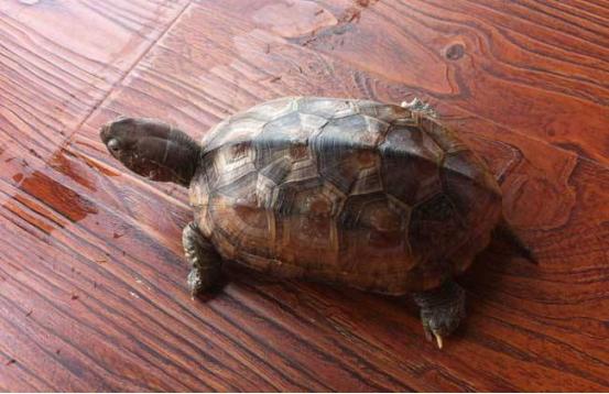 怎么养乌龟才能让乌龟活得更久,乌龟好养吗怎样正确的饲养乌龟