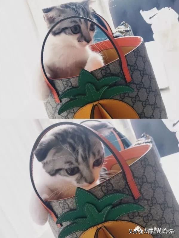 好看又大的宠物包,超好看的宠物包