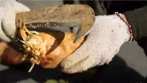 下个月，农村山里的冬笋就可以吃了，冬笋炒老鼠干吃过吗？