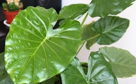 滴水观音烂根怎么挽救,滴水观音烂根如何处理