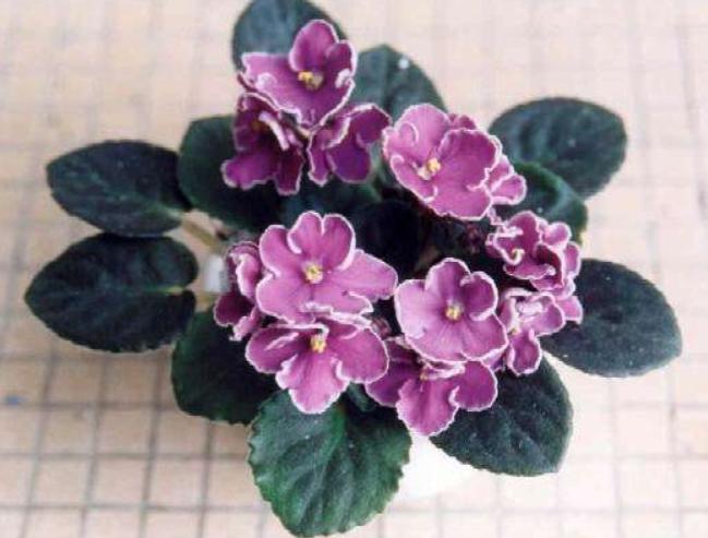 紫罗兰吊兰怎么养护才能养好,紫罗兰养护方法鲜切花