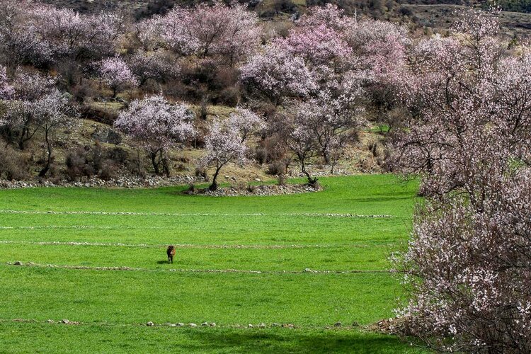 海子面朝大海春暖花开写作时间,海子面朝大海春暖花开原文图片