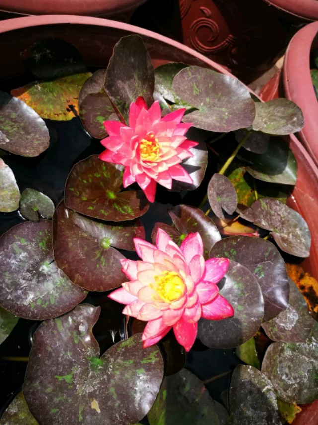 睡莲万维莎片段,睡莲万维莎