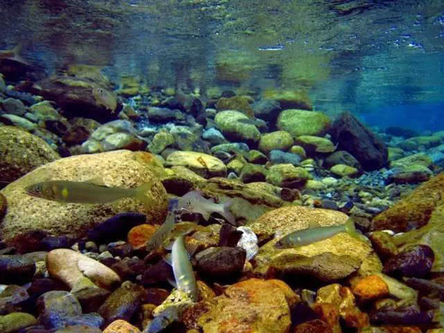 日本人认为最好吃的鱼,日本最好吃的几种鱼