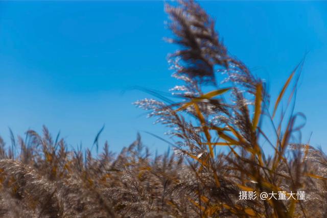 蒹葭与芦荻,芦荻蒹葭