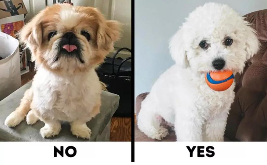 最好养不掉毛的狗狗,适合家养的狗狗推荐不掉毛