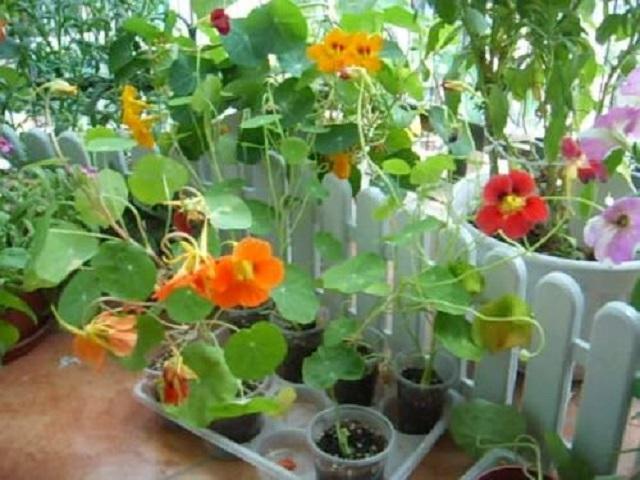 家里阳台适合盆栽的鲜花,适合壁挂的花卉盆栽