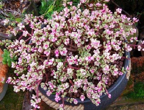 这五种花千万别养,这几种花不用买剪个叶子就能活