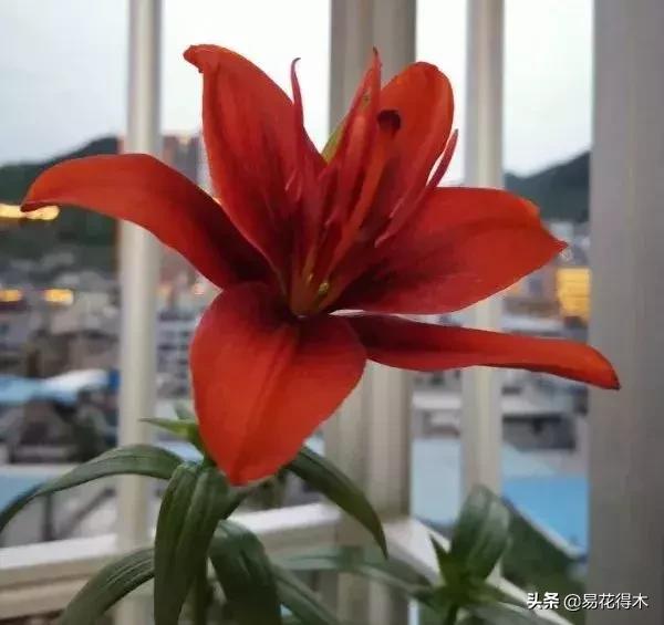 百合花开花后怎么留种球,百合花开花后晒太阳吗