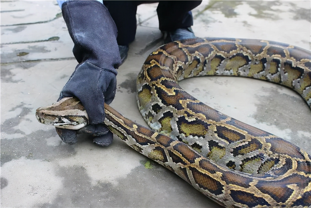 可怕40斤巨蟒藏天花板,吓人巨蟒