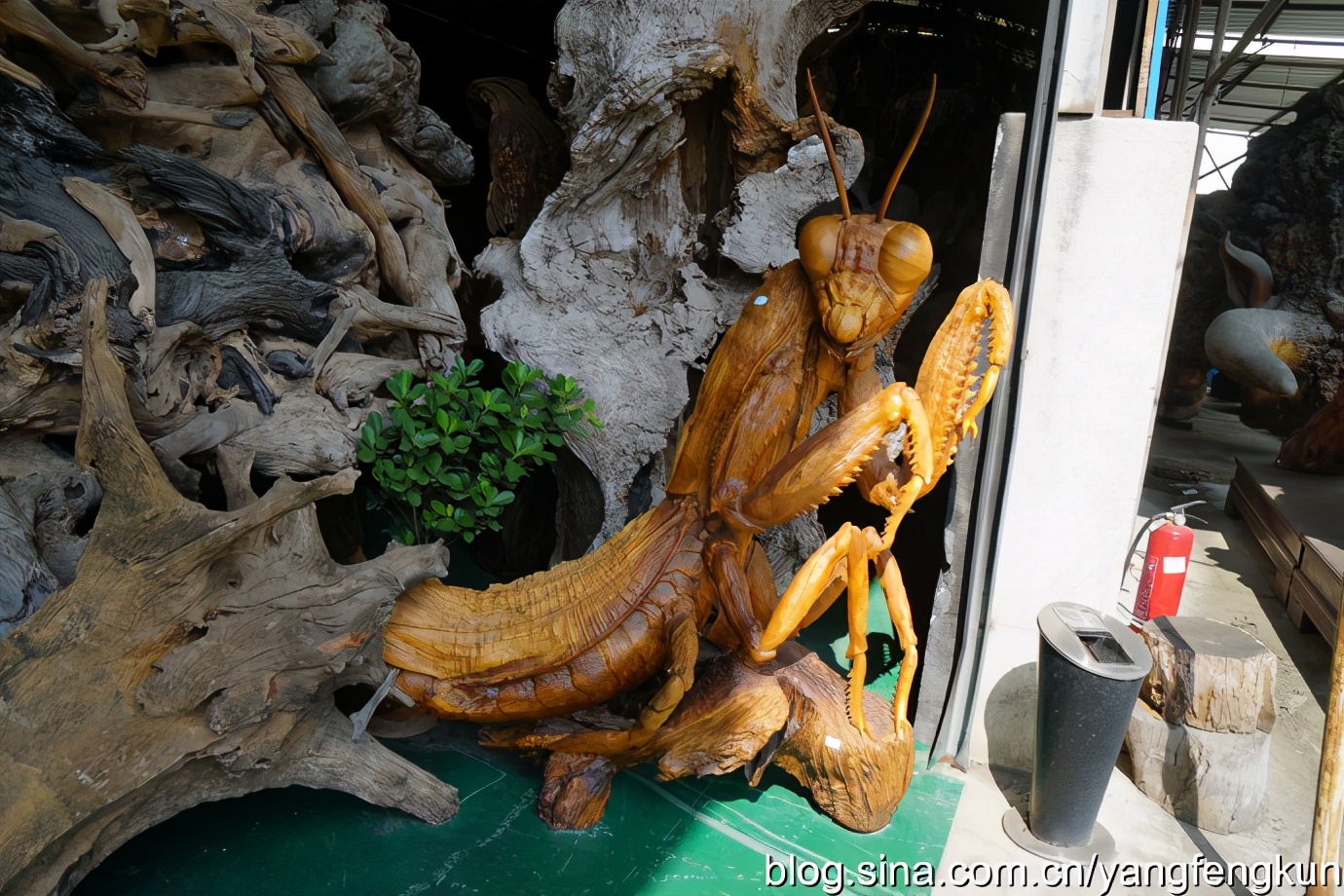 世界上最大的蜗牛介绍,全世界最大的蜗牛