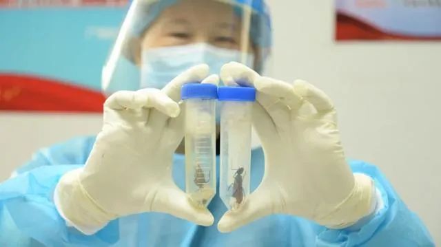 最具杀伤力的蚁种之一巨人恐蚁,巨型毒蚂蚁入侵