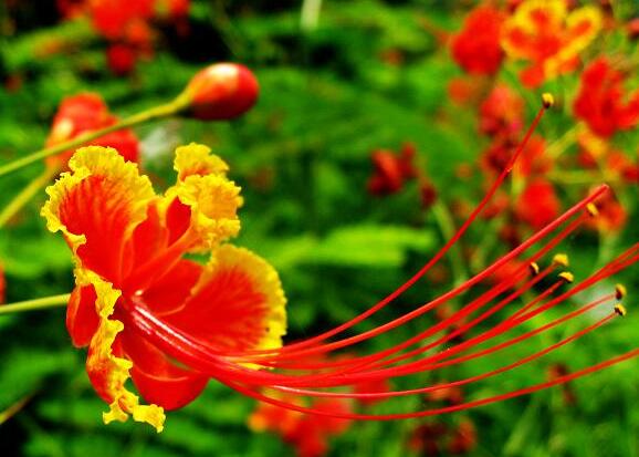 每个十一月生日对应的生日花,365天每天代表生日的花有哪些