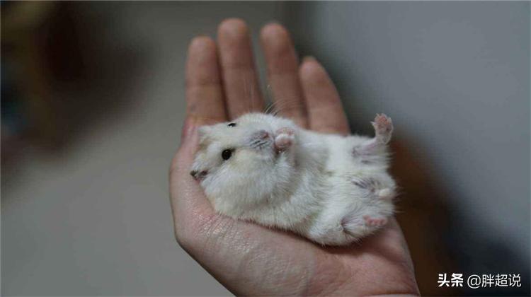仓鼠的饲养技巧和注意事项有哪些,仓鼠饲养八大禁忌仓鼠会认主人吗