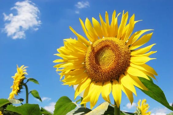 十二星座婚礼花材,十二星座新娘该选什么样的婚礼