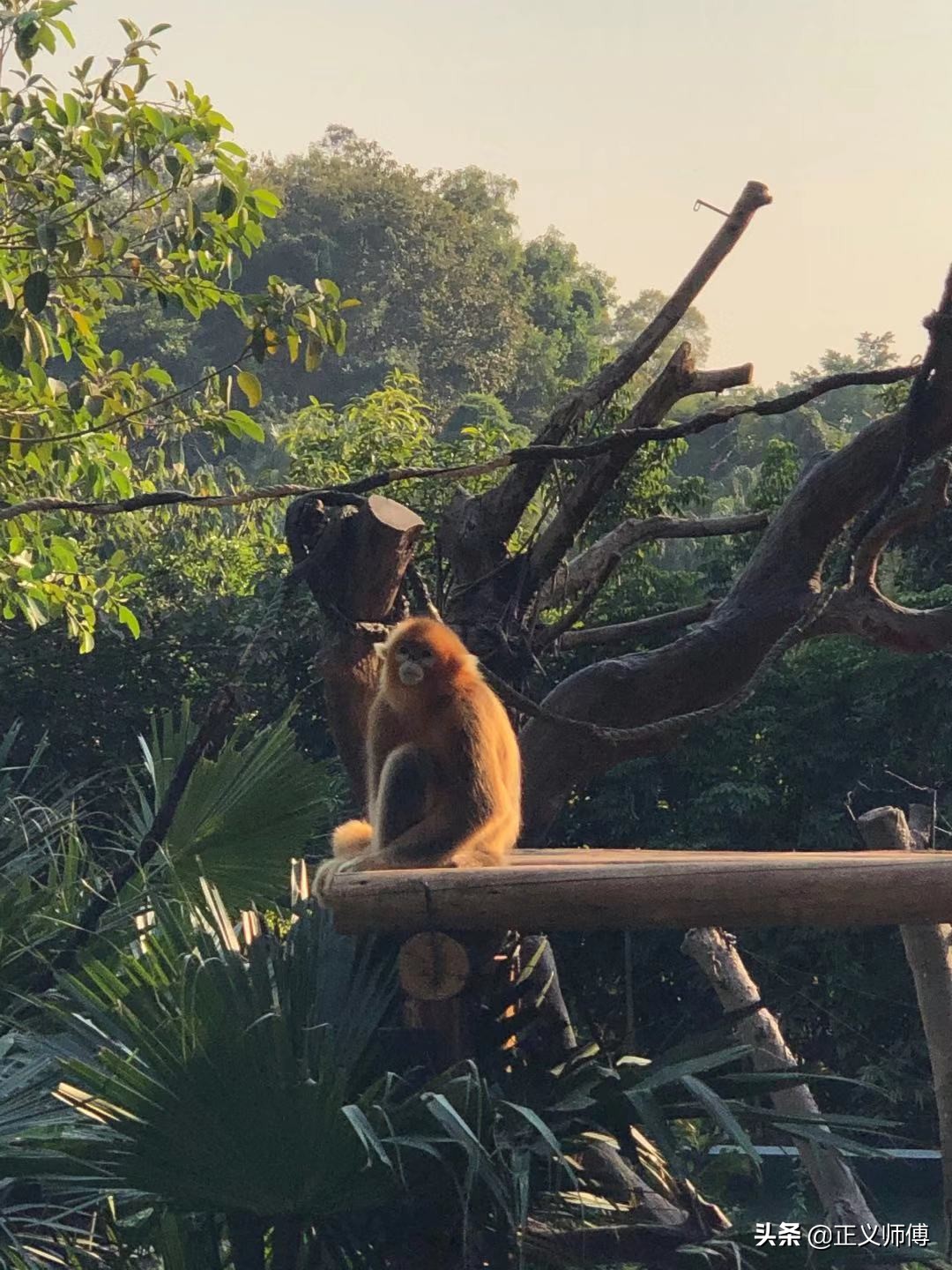 长隆动物园的动物,广州的长隆野生动物园有哪些动物