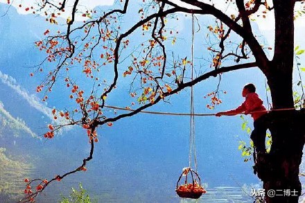 赠人玫瑰，手留余香，农民朋友送出柿子，得到的回报满满