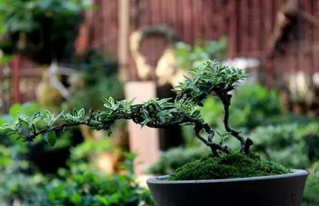 喜爱养花分享花卉盆栽养护知识,十种最香室内花的养护方法