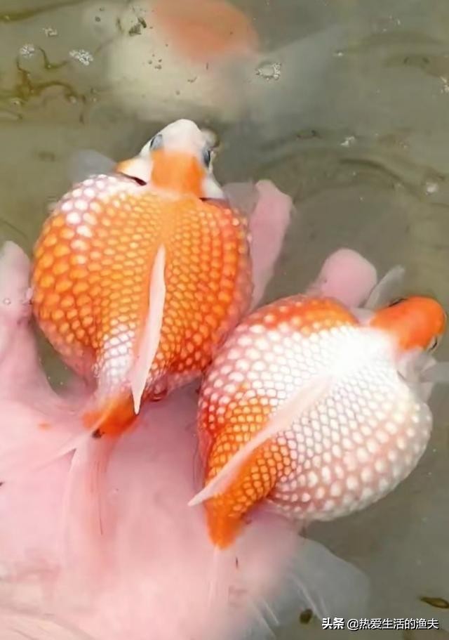 金鱼苗怎么养,养金鱼和锦鲤