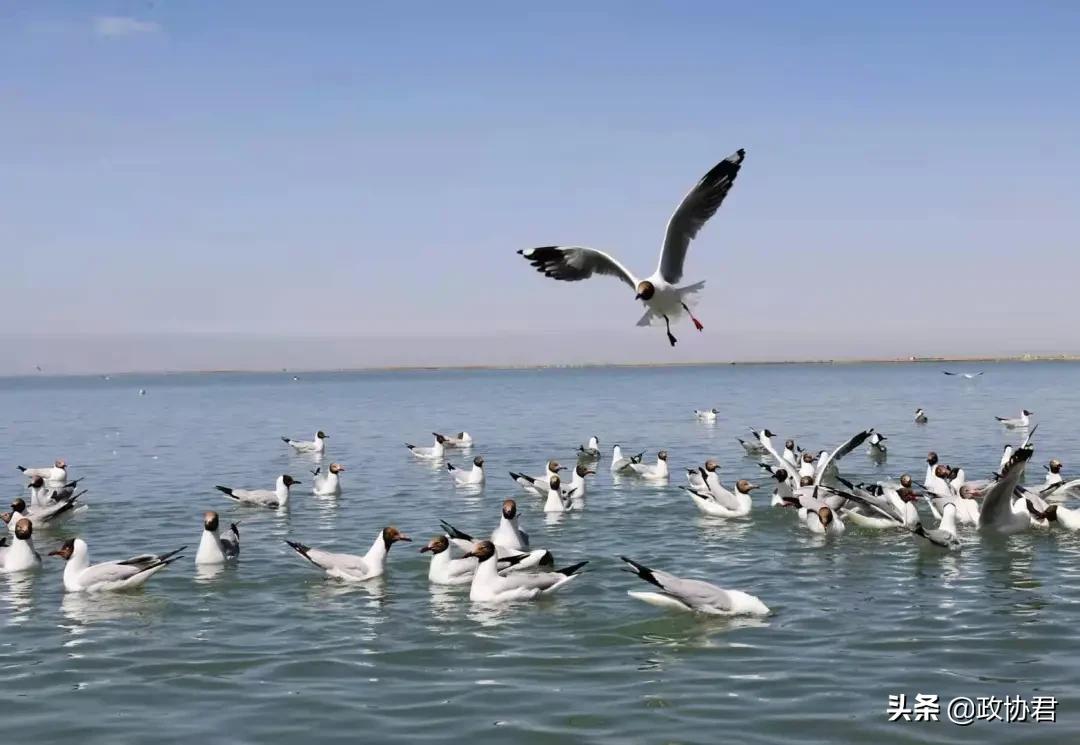 这位老*党**员镜头下的青海，美出天际