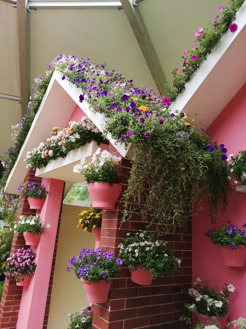 这个花展上的新优品种，为什么这么美？