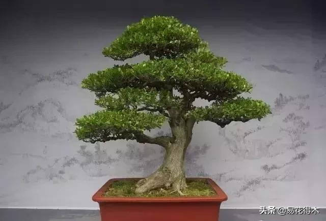 瓜子黄杨珍珠黄杨雀舌黄杨哪种好,黄杨雀舌和黑珍珠区别