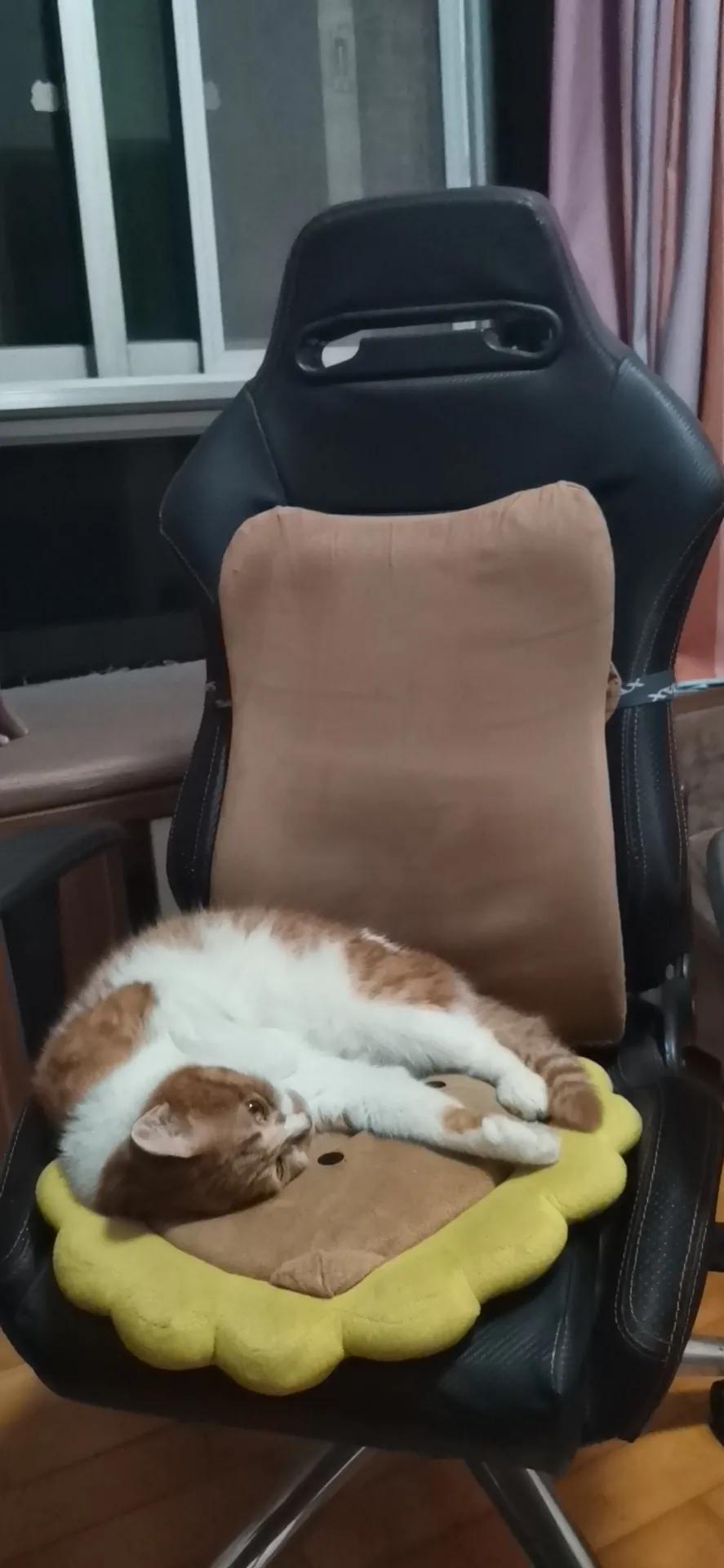 大橘猫和主人被骚扰,橘猫被主人骚扰