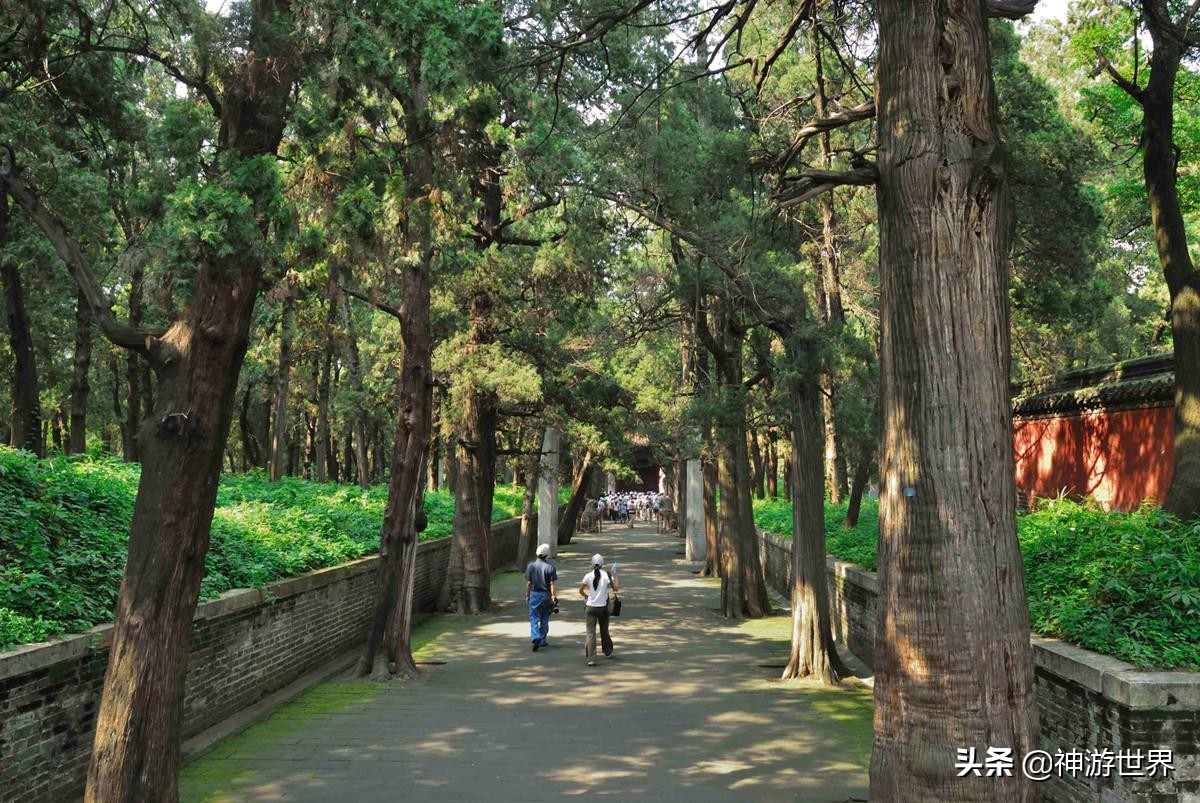 曲阜孔林游记,曲阜孔林