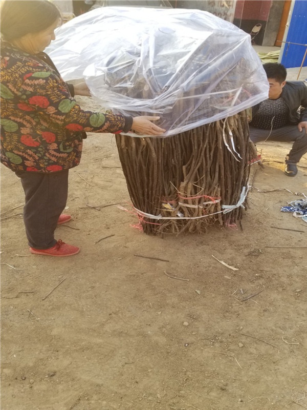 柱状梨树苗品种详细介绍,柱状梨苗好品种价格