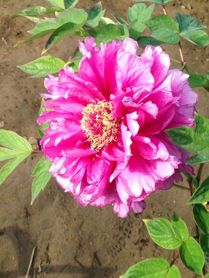 积极上进正能量简短格言短句,积极上进的正能量短句