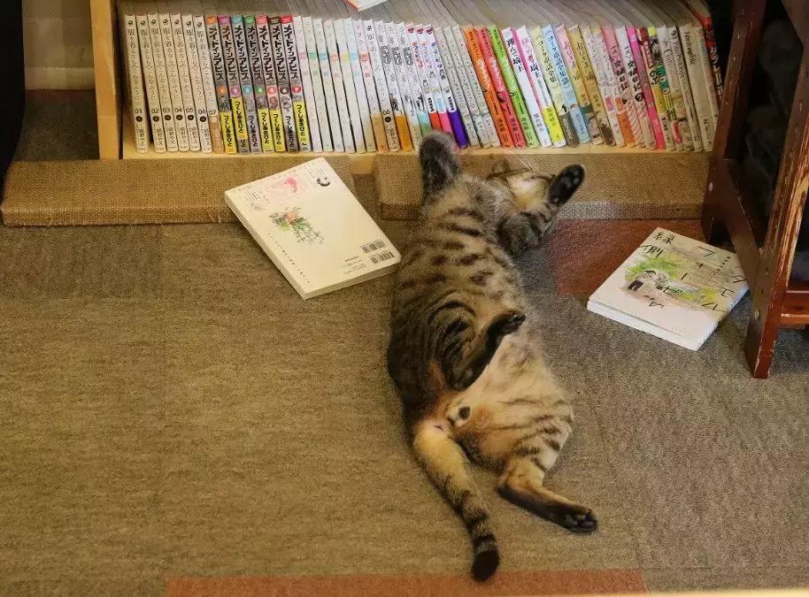 可以撸羊驼撸猫撸狗的咖啡厅,猫咖咖啡馆买猫