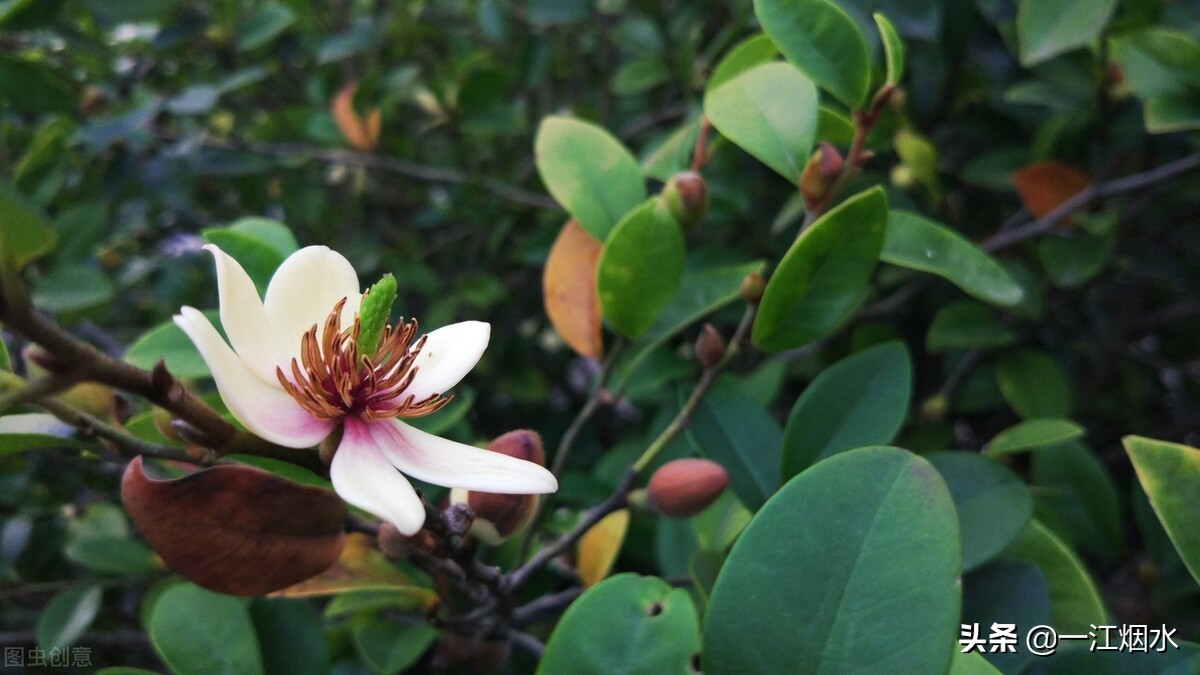 各种花的寓意和象征意义,各种花的花语和象征意义