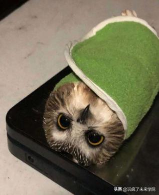 熊猫称完体重后自闭,当熊猫称完体重自闭