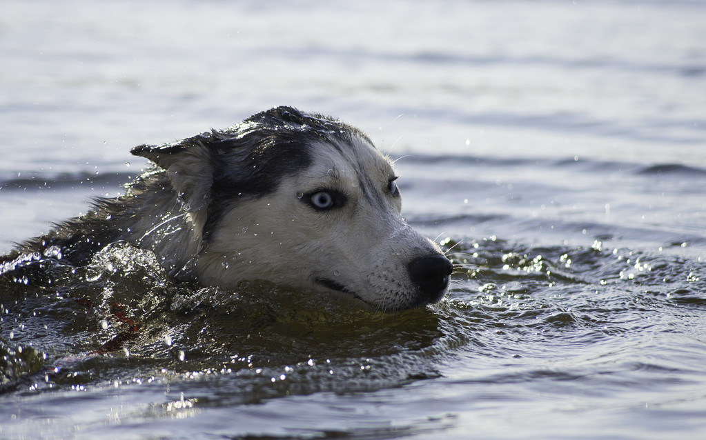萨摩教哈士奇潜水，二哈：你当我蠢？想骗我下水，休想