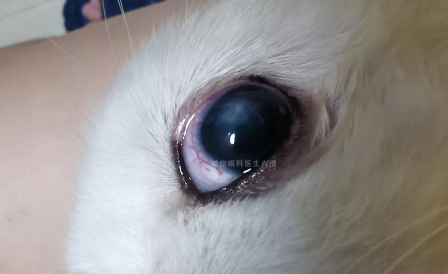 狗角膜穿孔保守治疗,犬角膜溃疡穿孔怎样治疗