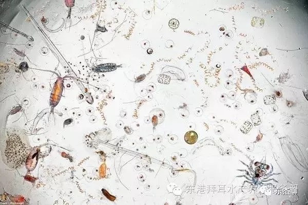 海缸营养盐过高可以换水么,海缸营养盐高能养鱼吗