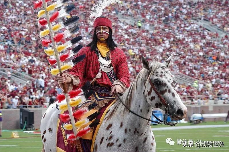 世界最好的十个品种马 (世界上最美丽的10类品种马)