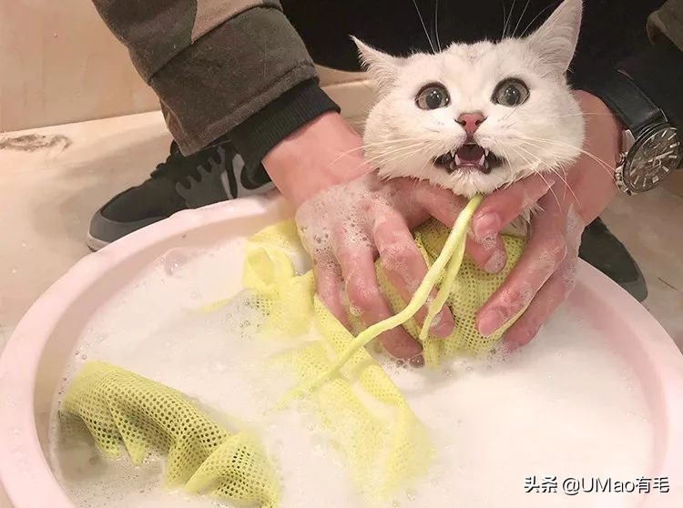 李佳琦叫卖都不管用！双十一猫咪用品这些坑得避