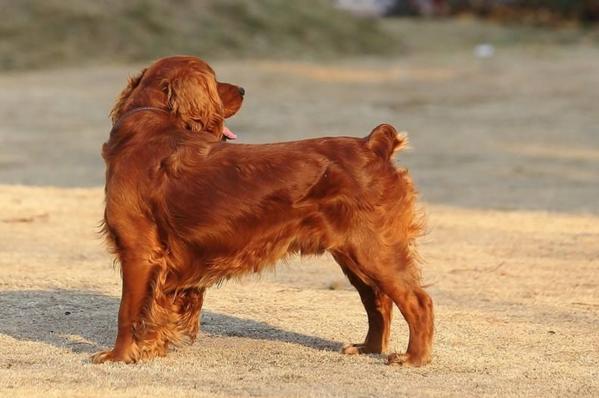 怎么选择高智商的犬类,怎样挑选一只优秀的小型犬