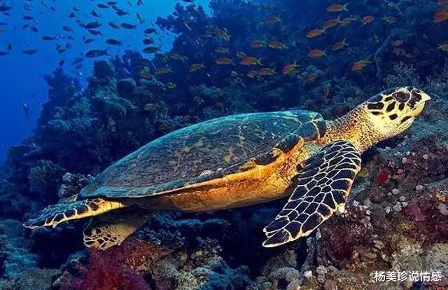 残忍！这9种带血文玩太血腥！碰了小心坐牢