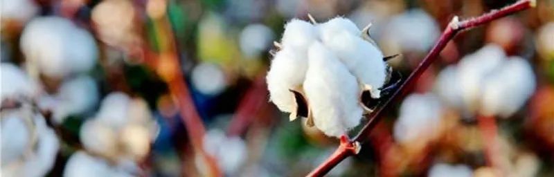 海岛棉长绒棉四件套,全棉四件套180支长绒棉秒杀价