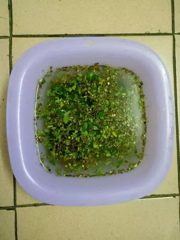 茉莉花长出白根可以扦插吗,茉莉花有白根枯杆还能返青吗