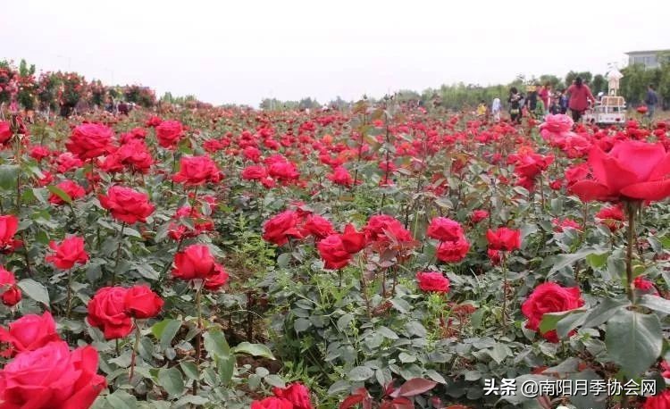 南阳月季欣赏的地方,南阳大月季