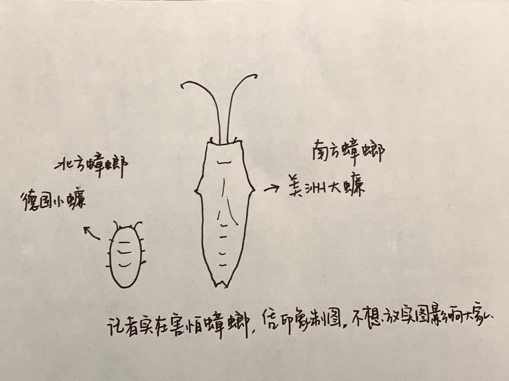 胆小者慎入！让*男猛**落泪的“南方小强”，为什么在中原频频出现？